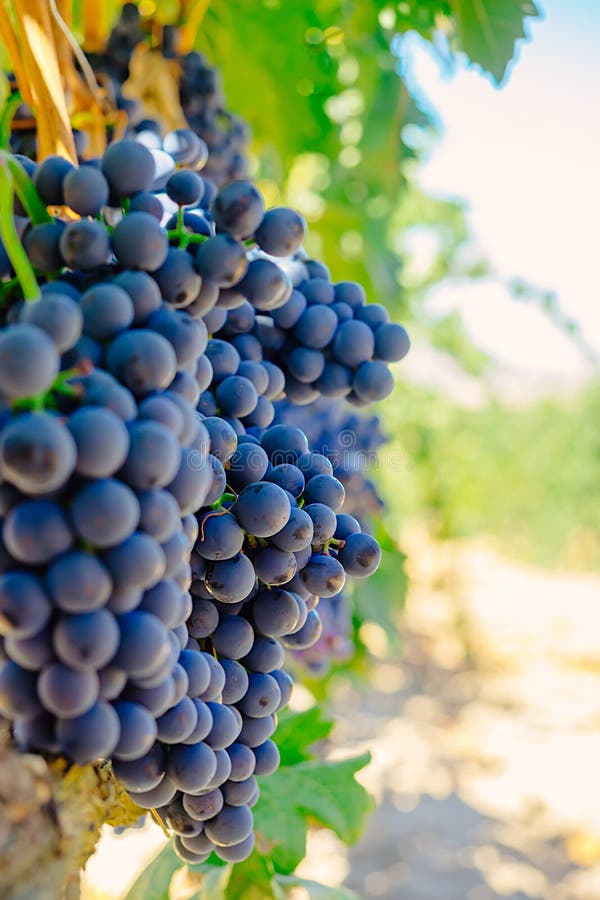 Red Grapes Tinta de Toro on the Vine in Molaleja del Vino, Zamora, Spain.