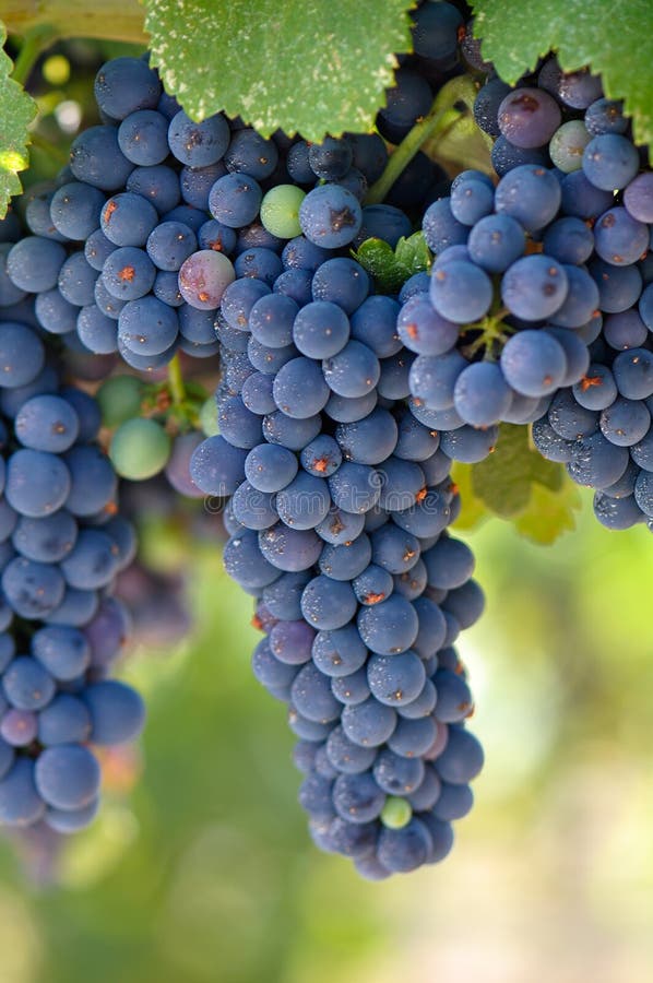 Red Grapes on the Vine