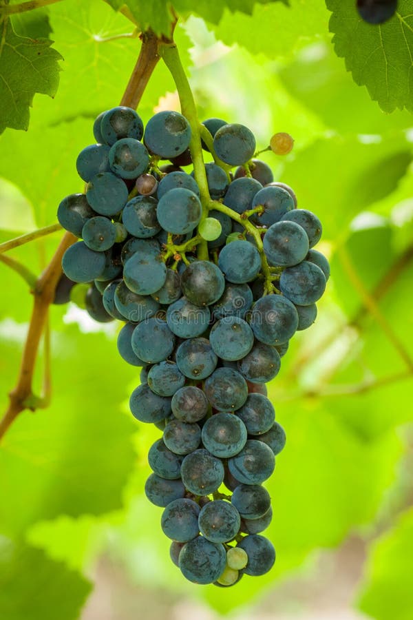 Grapes stock photo. Image of grow, wine, branch, grape 99943556