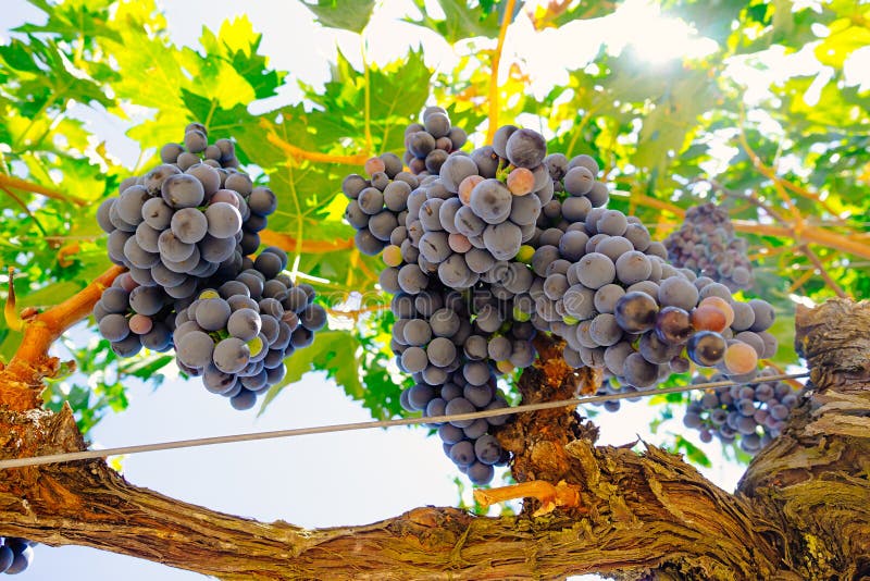 Red grapes on the vine. Tinta de Toro grape. View from below