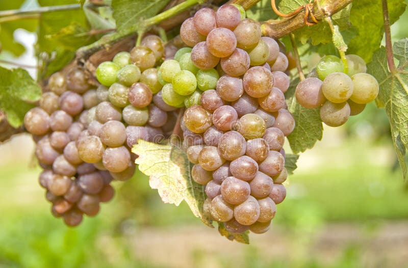 Red Grapes for White Wine stock image. Image of wine, white 6284309