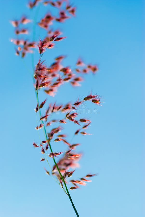 Grass and flowers 3 stock image. Image of nature, grass 90215759
