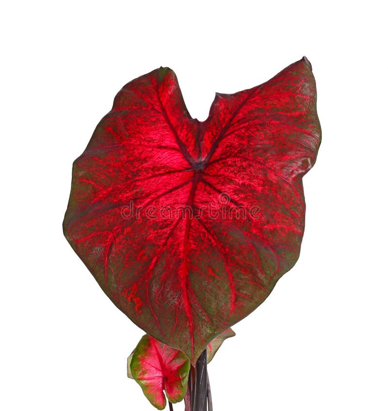 Red and Greeen Leaves of a Caladium Plant Isolated on White Stock Photo ...