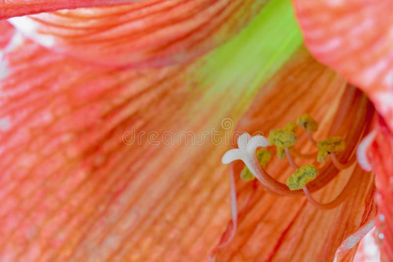 Red and green amaryllis flower; sharp focus on the center of the flower