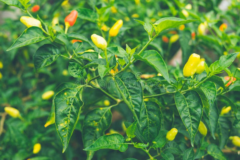 Red and Green Bird S Eye Chili on Bird Eye Chili Tree ,Thai Pepp Stock