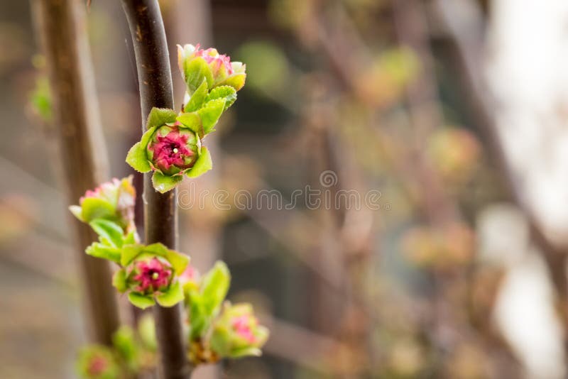 Dissolve Small Kidney Almonds Stock Photo Image of shrub, nature