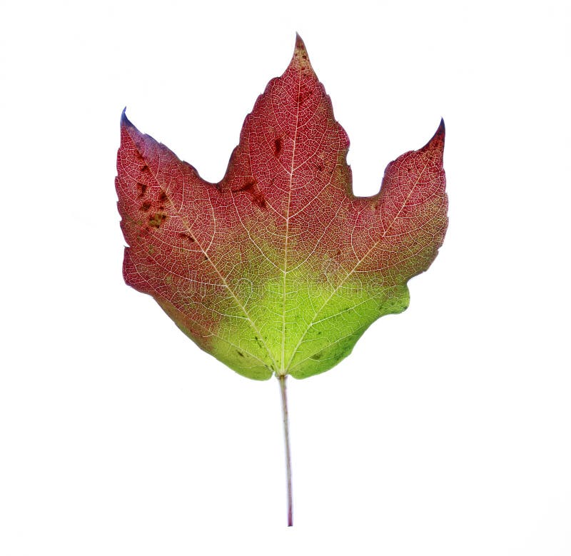 Red green brown fall leaf in studio environment