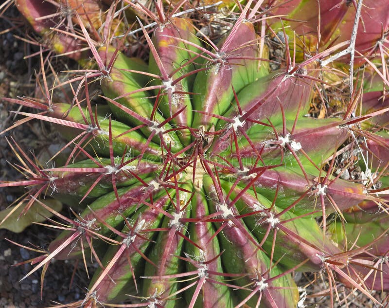 Red and green cactus stock photo