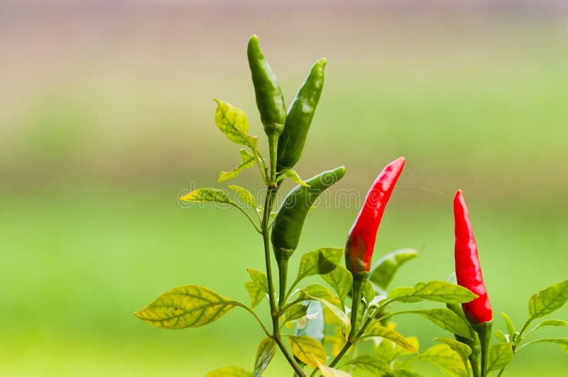 Red and green chili stock photo. Image of cookery, food 21965828