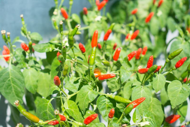 Red and Green Chili Pepper Growing Stock Photo Image of food, cooking
