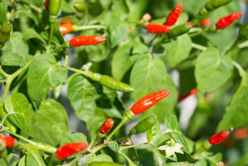 Red and Green Chili Pepper Growing Stock Image Image of growth