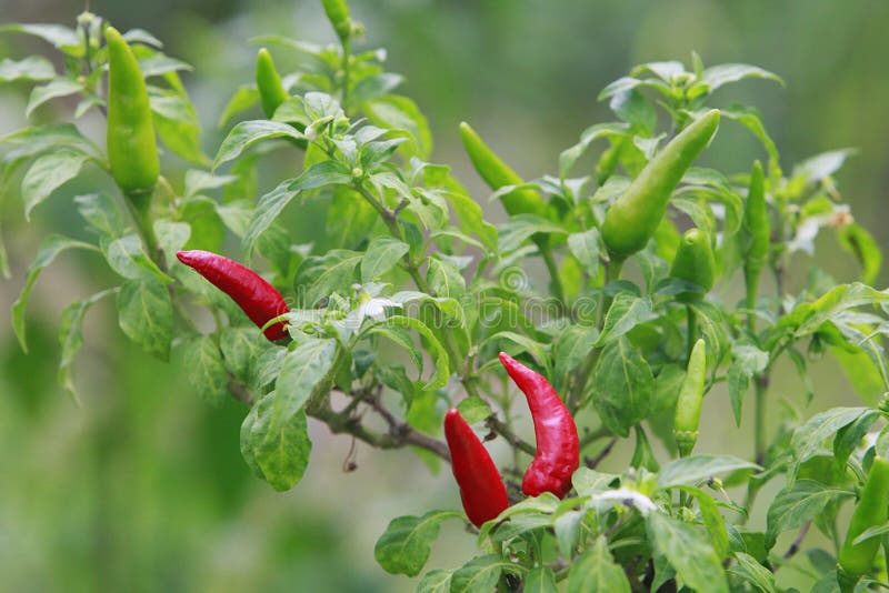 Red and Green Chili Peppers Stock Photo Image of nature, agriculture 11427442