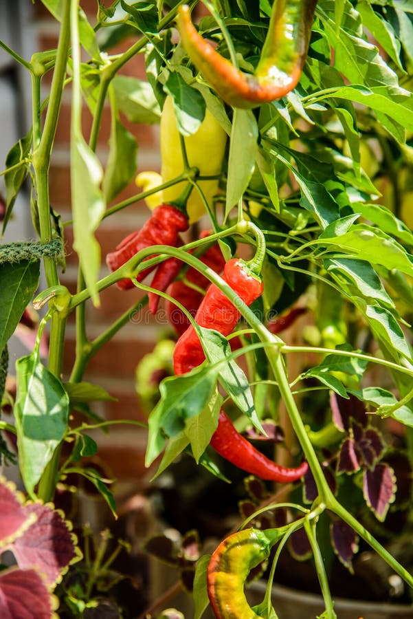 Red and Green Chili Peppers on Vine Stock Image Image of healthy, color 75155721