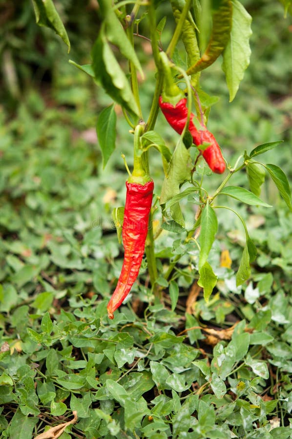 Red and Green Chilli Peppers Growing in the Garden Stock Image Image