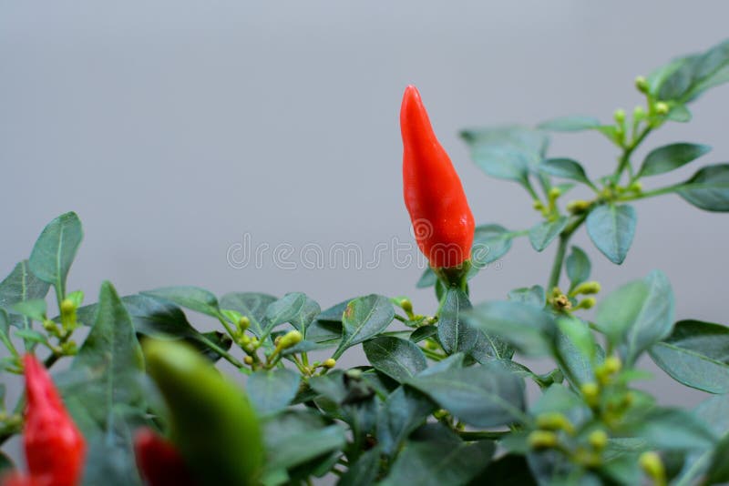 Chilli pepper plant stock photo. Image of spicy, meal 143371520