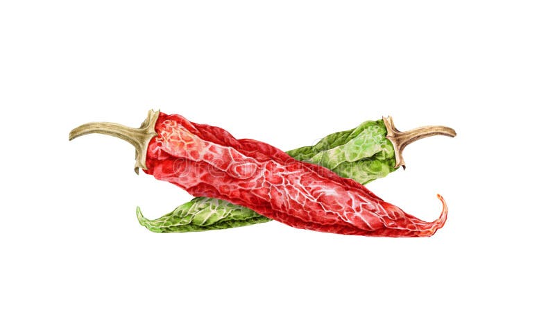 Red and green dry chili peppers watercolor illustration. Hand drawn close up spicy organic ingredients. Realistic hot chili pepper