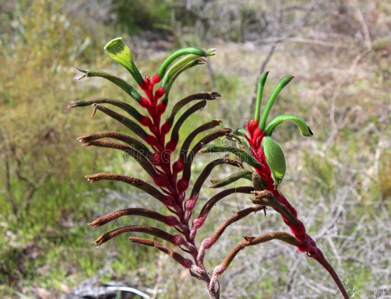 Red and green flowers of west Australian wild flower Anigozanthus manglesii kangaroo Paw.