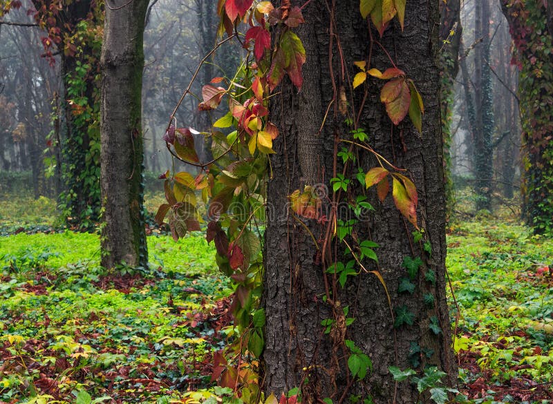 Red and green ivy on trees