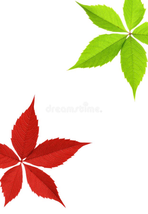Red and green leaf border