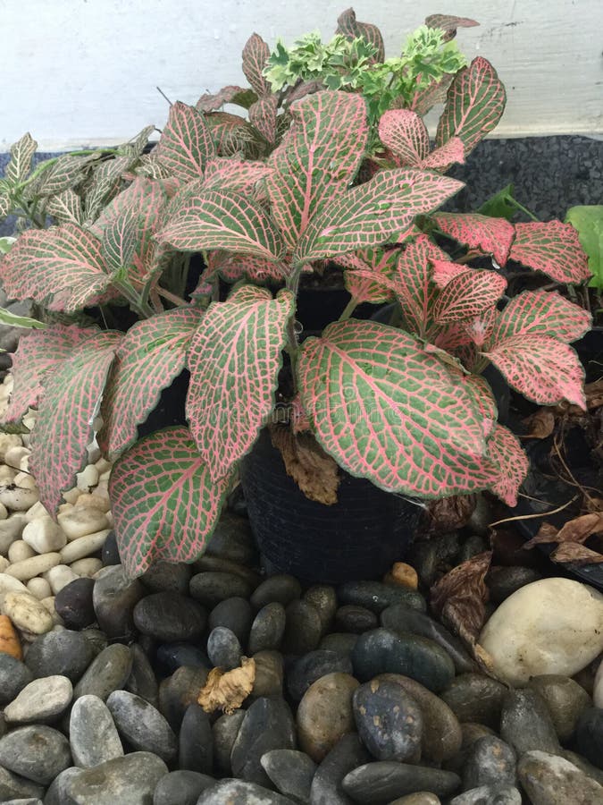 Red And Green Leaf House Plant Stock Photo Image of summer, plant