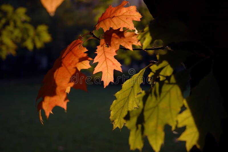 Red And Green Leaves