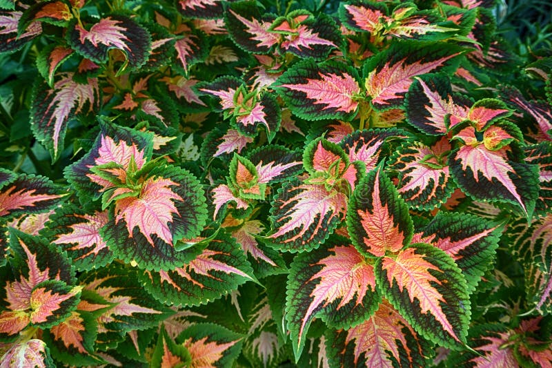 Red and green leaves of the coleus plant