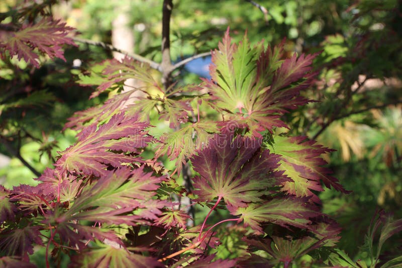 Red and green leaves of a Japanese Maple tree in dappled sunlight