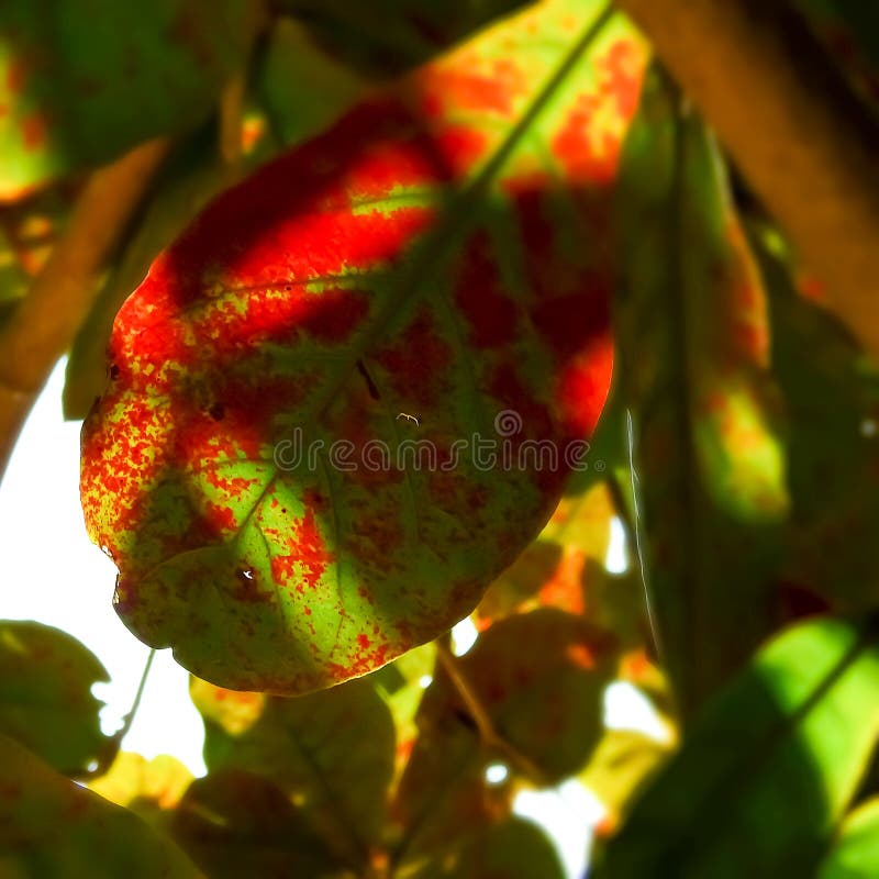 Red and green leaves under bright sunlight