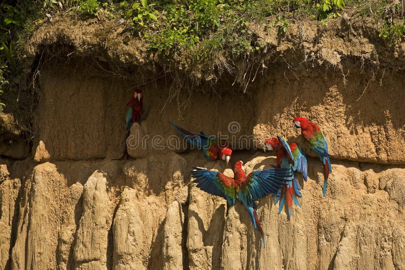 Red-and-Green Macaw, ara chloroptera, Group eating Clay, Cliff at Manu Reserve in Peru