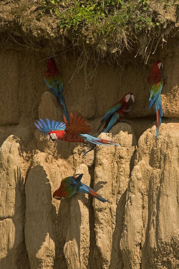 Red-and-Green Macaw, ara chloroptera, Group eating Clay, Cliff at Manu Reserve in Peru