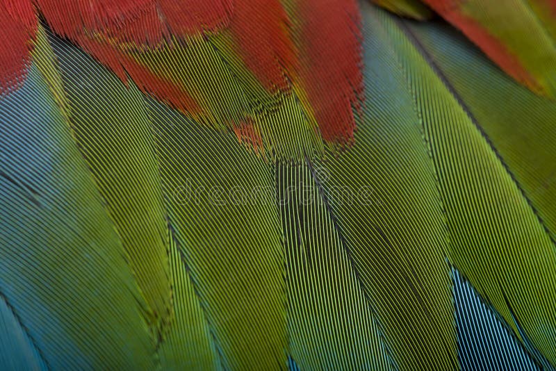 Red-and-green Macaw, close up on feathers royalty free stock image