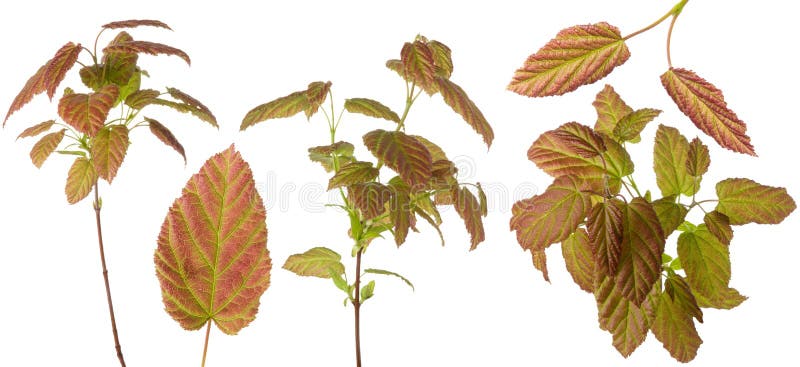 Red green multicolor plant leaves on stem and single leaf set for floral design isolated on white background stock photo Red green multicolor plant leaves on stem and single leaf set for floral design isolated on white background stock photo