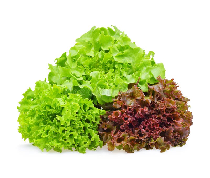 Red and Green Oak Lettuce on White Background Stock Image - Image of ...