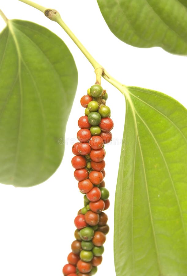 Red and Green Peppercorn Berries on Vine isolated