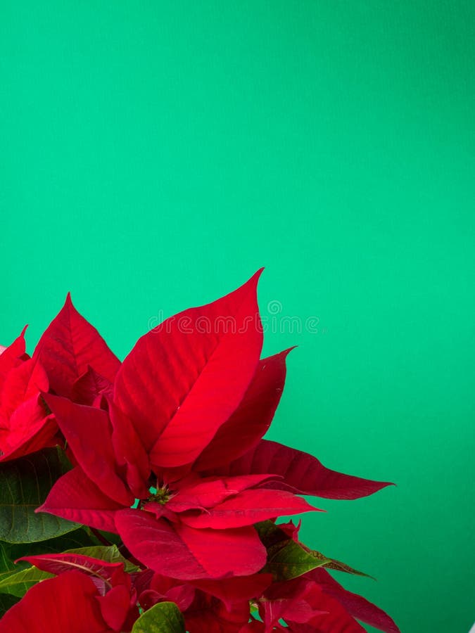 Red and green poinsettia plant for Christmas isolated on green teal background