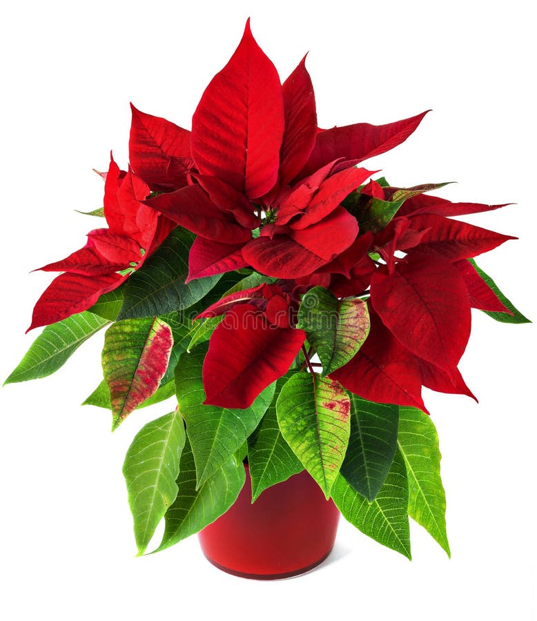 Red and green poinsettia plant for Christmas isolated on white background