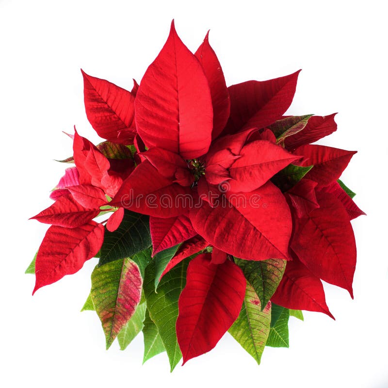 Red and green poinsettia plant for Christmas isolated on white background