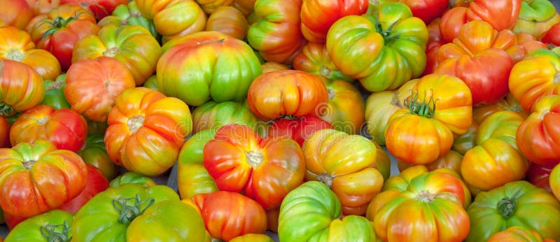 Red and green tomatoes