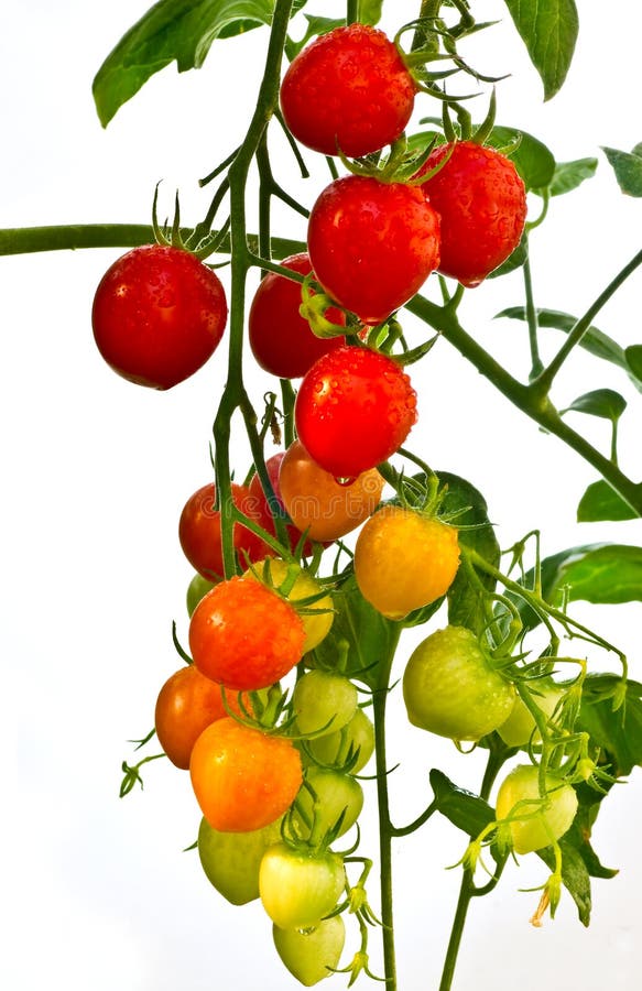 Red and green tomatoes