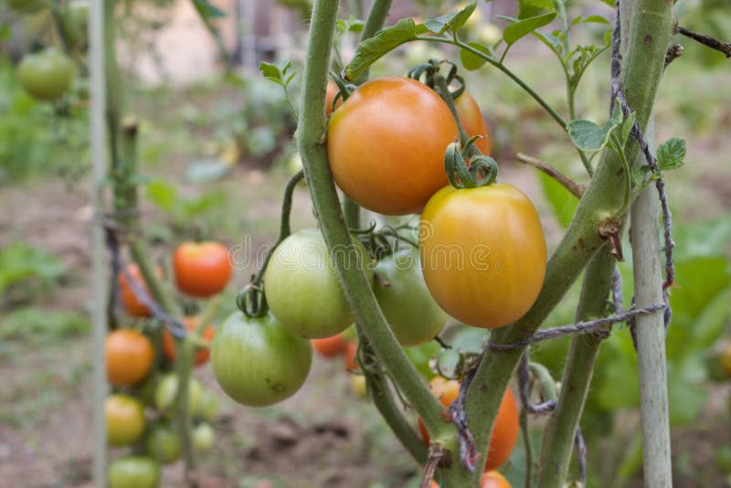 Red and green tomatoes grow on twigs stock photos Red and green tomatoes grow on twigs stock photos