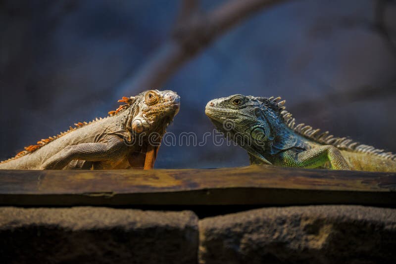 Red and green two iguanas