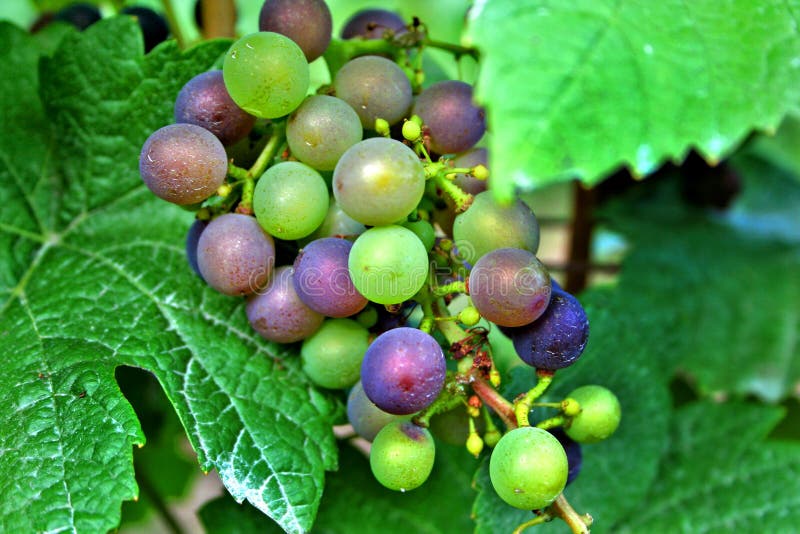 Red and Green Wine Grapes stock photo. Image of bordeaux 3097308