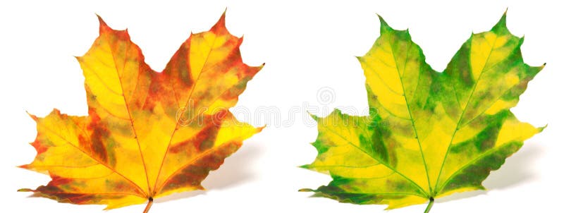 Red and green yellowed maple leafs isolated on white background