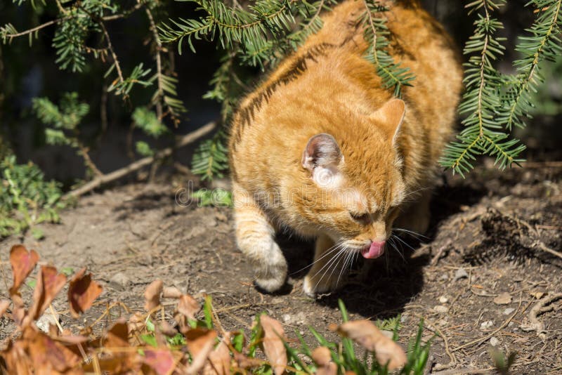 Red hair Cat in the garden near the house. Slovakia