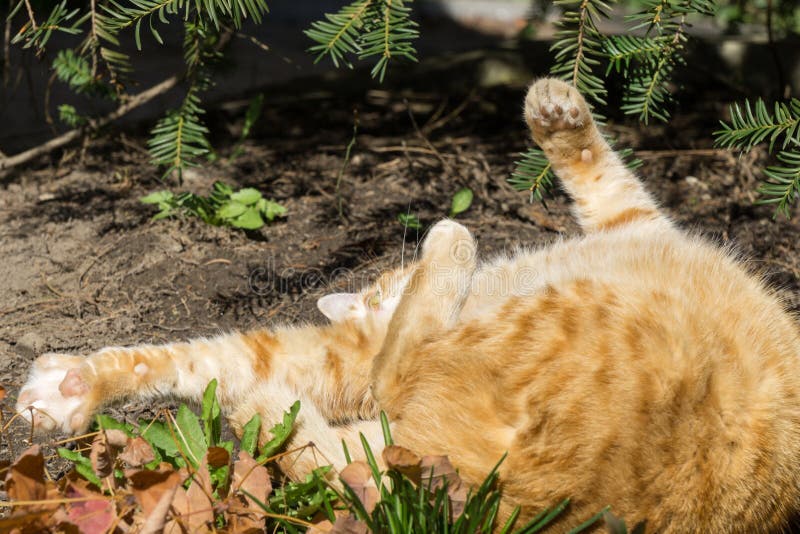 Zrzavá kočka v zahradě u domu. Slovensko