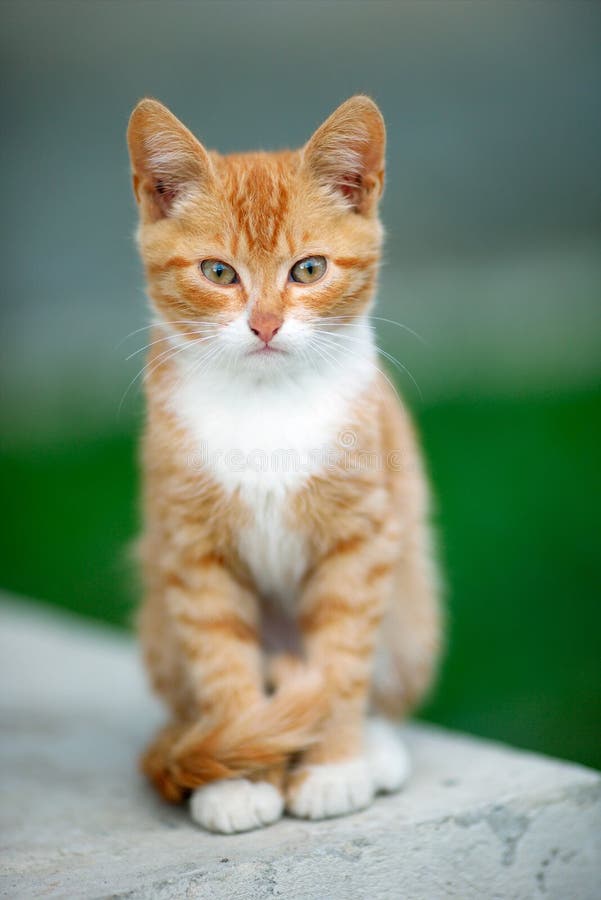 Redhaired cat stock photo. Image of happy, sitting, home 57441048