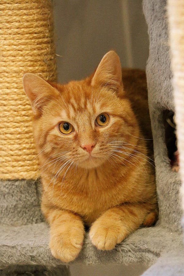 human scratching post