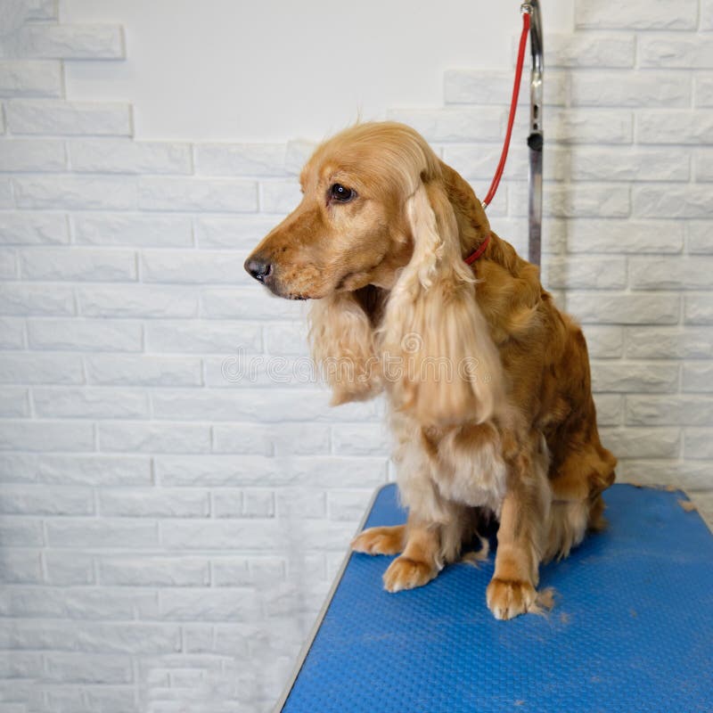 A Redhaired Cocker Spaniel Sits on a Grooming Table after a Haircut