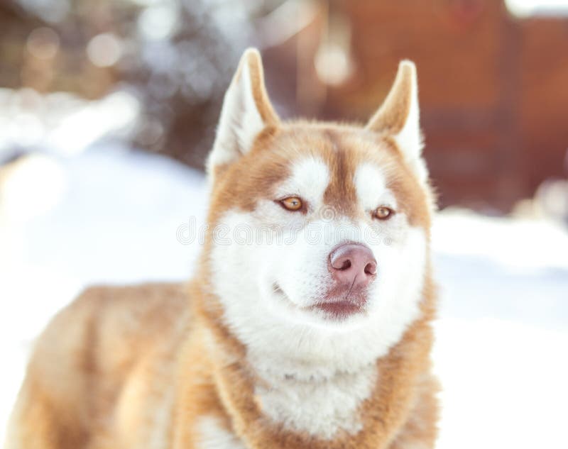 Red Haired Cooper Husky Dog Stock Photo - Image of alaskan, cute: 110916378