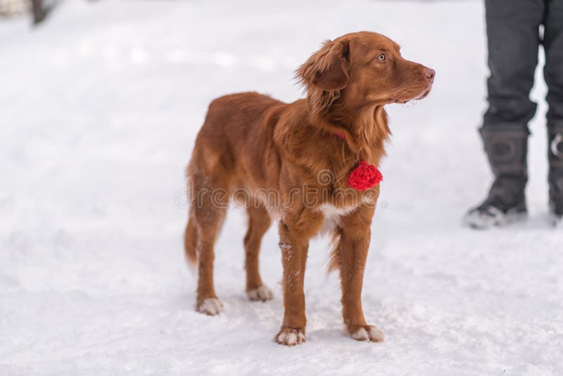 Redhaired dog in winter stock photo. Image of blue 133133734